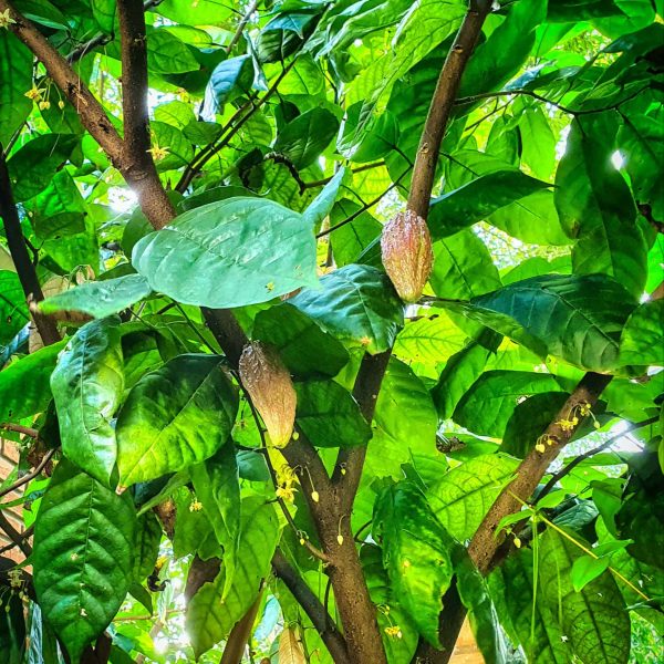 organicosdeorum-cacaunibs(010)-